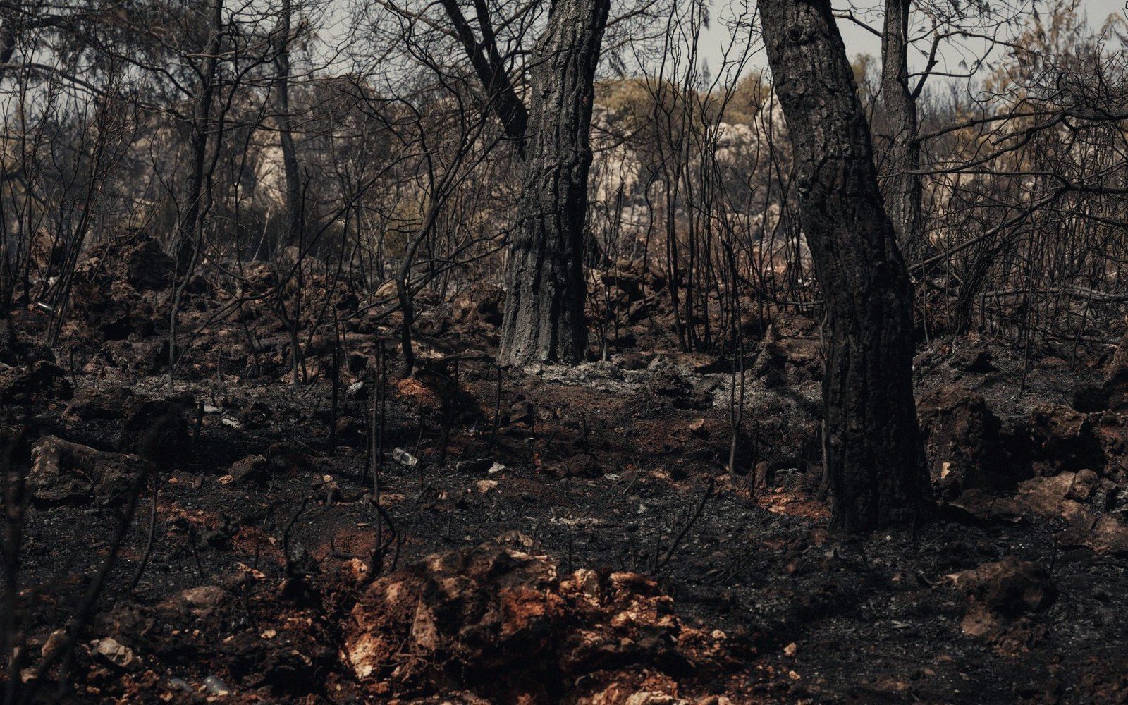 Charred tree trunks stand amid blackened earth and ash after a forest fire