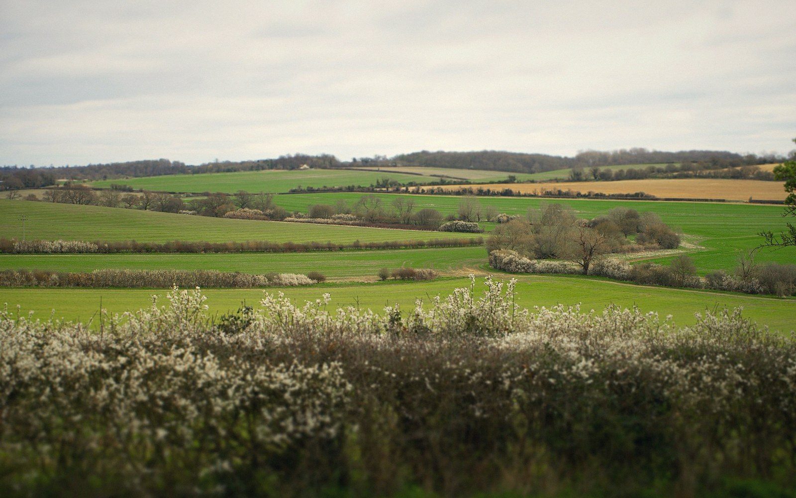 Rolling green farmland divided by flowering hawthorn hedgerows under a cloudy sky
