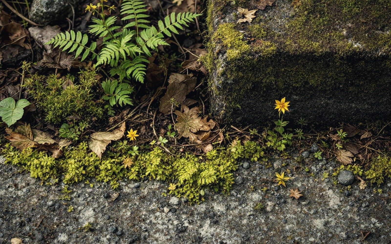 Small yellow flowers and ferns growing beside a moss-covered stone step