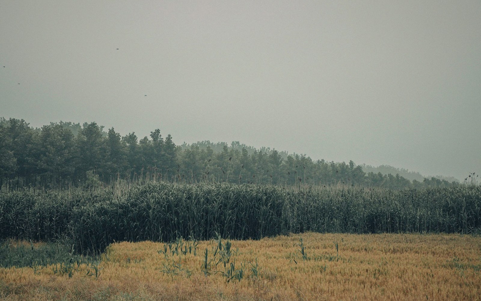 Birds fly over a hazy tree line bordering a golden field and tall reeds