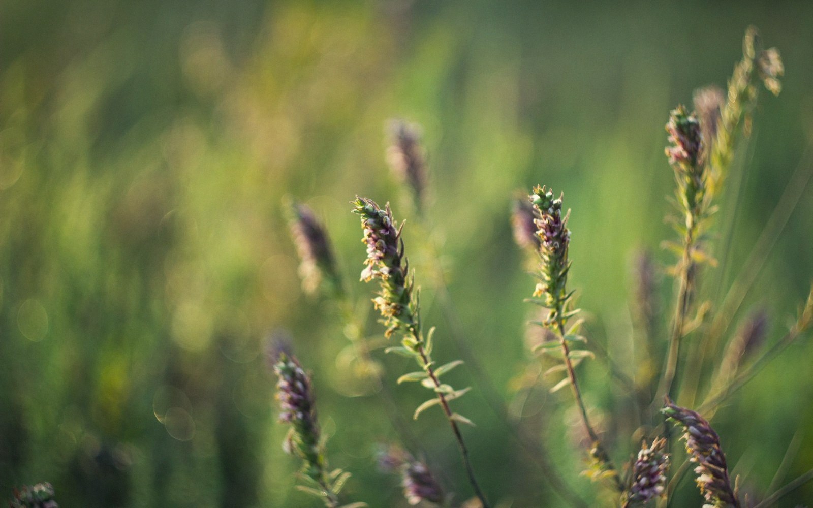 Slender flowering spikes rise above a blurred green meadow in soft sunlight