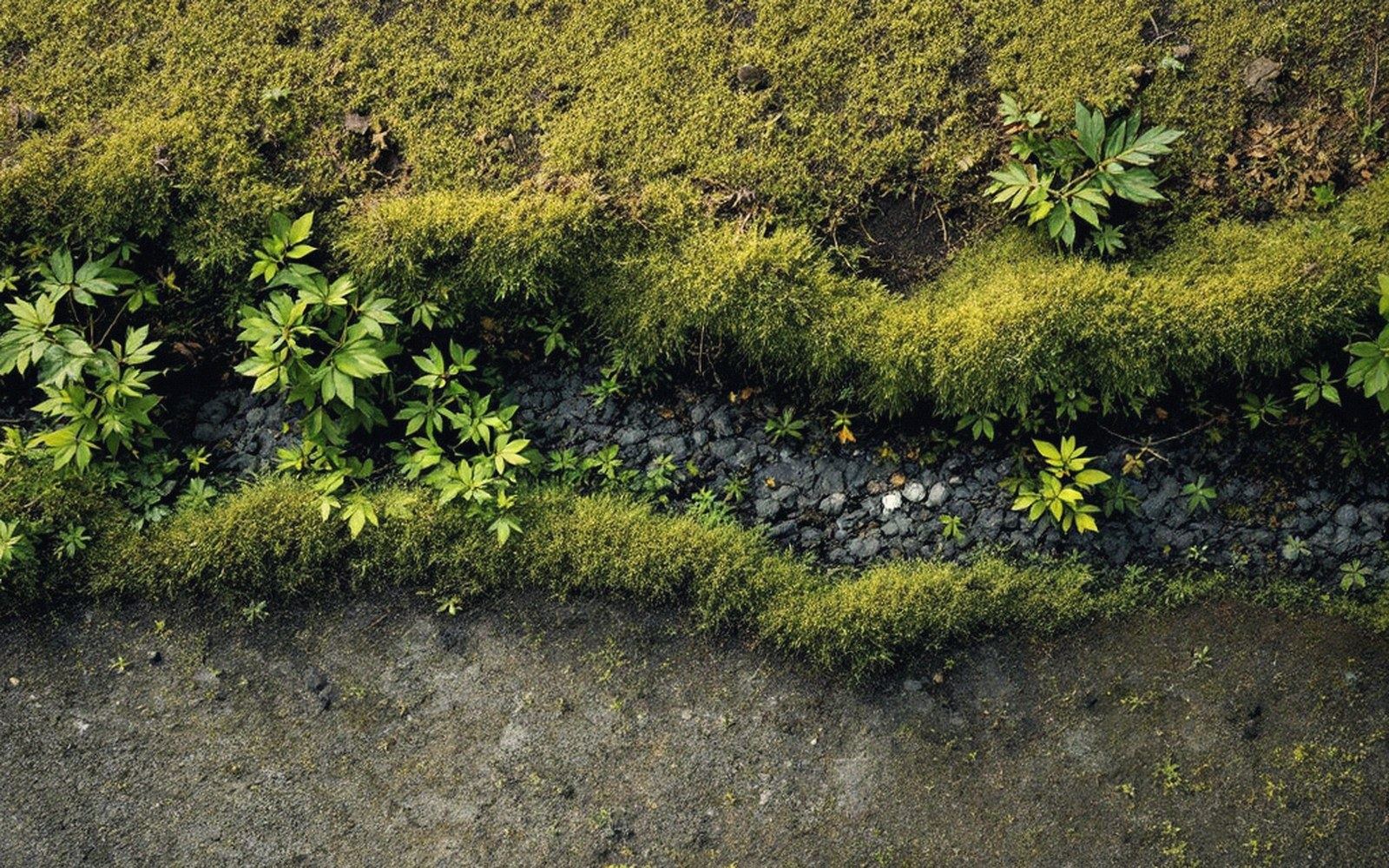Aerial view of moss-lined gravel path with small leafy plants growing along the edges