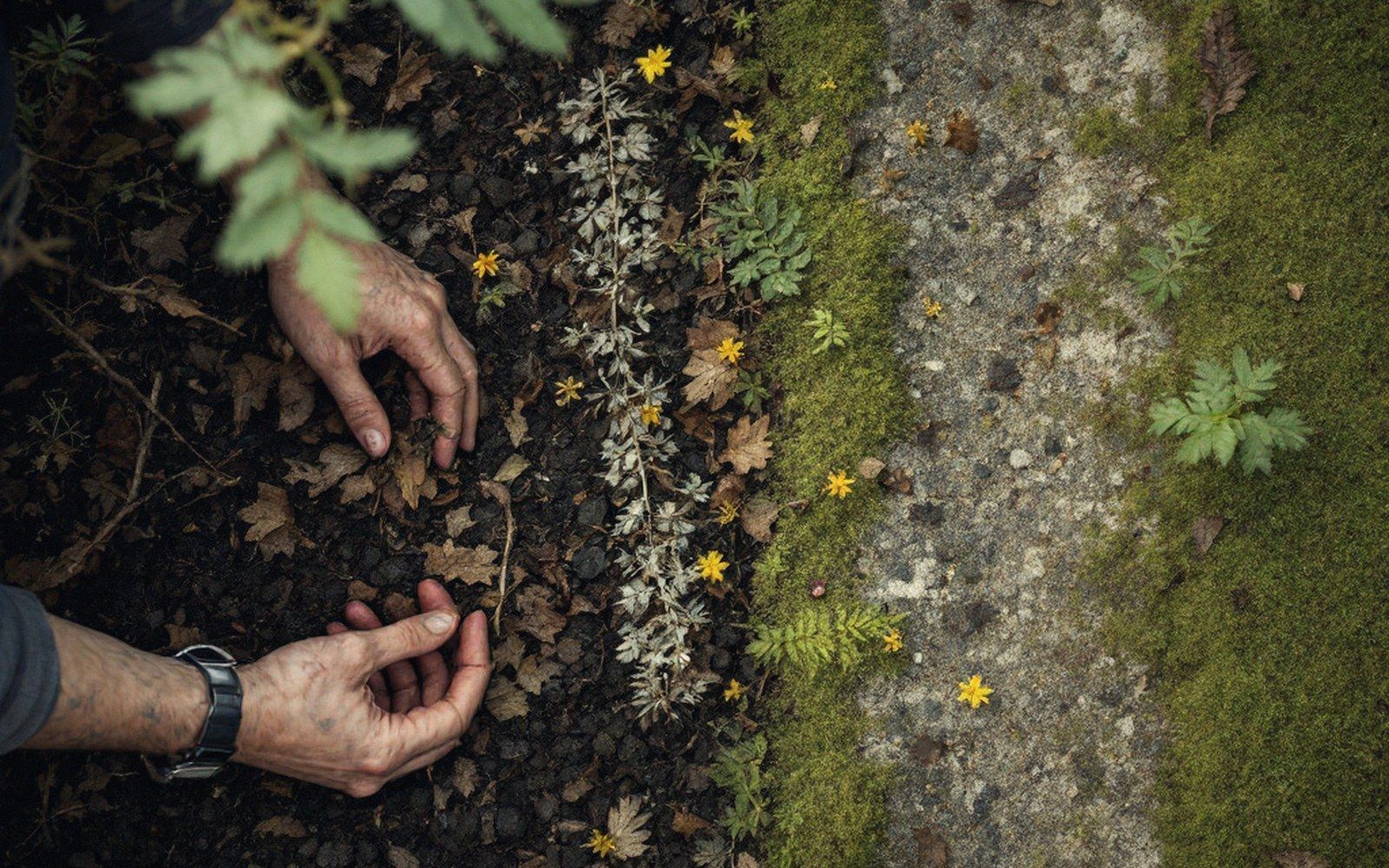 Hands tending small yellow flowers along a mossy stone path edged with soil