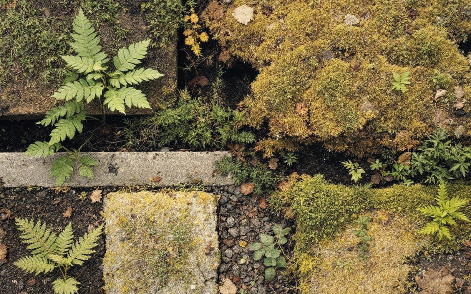 Fern fronds and moss cover cracked paving stones seen from above