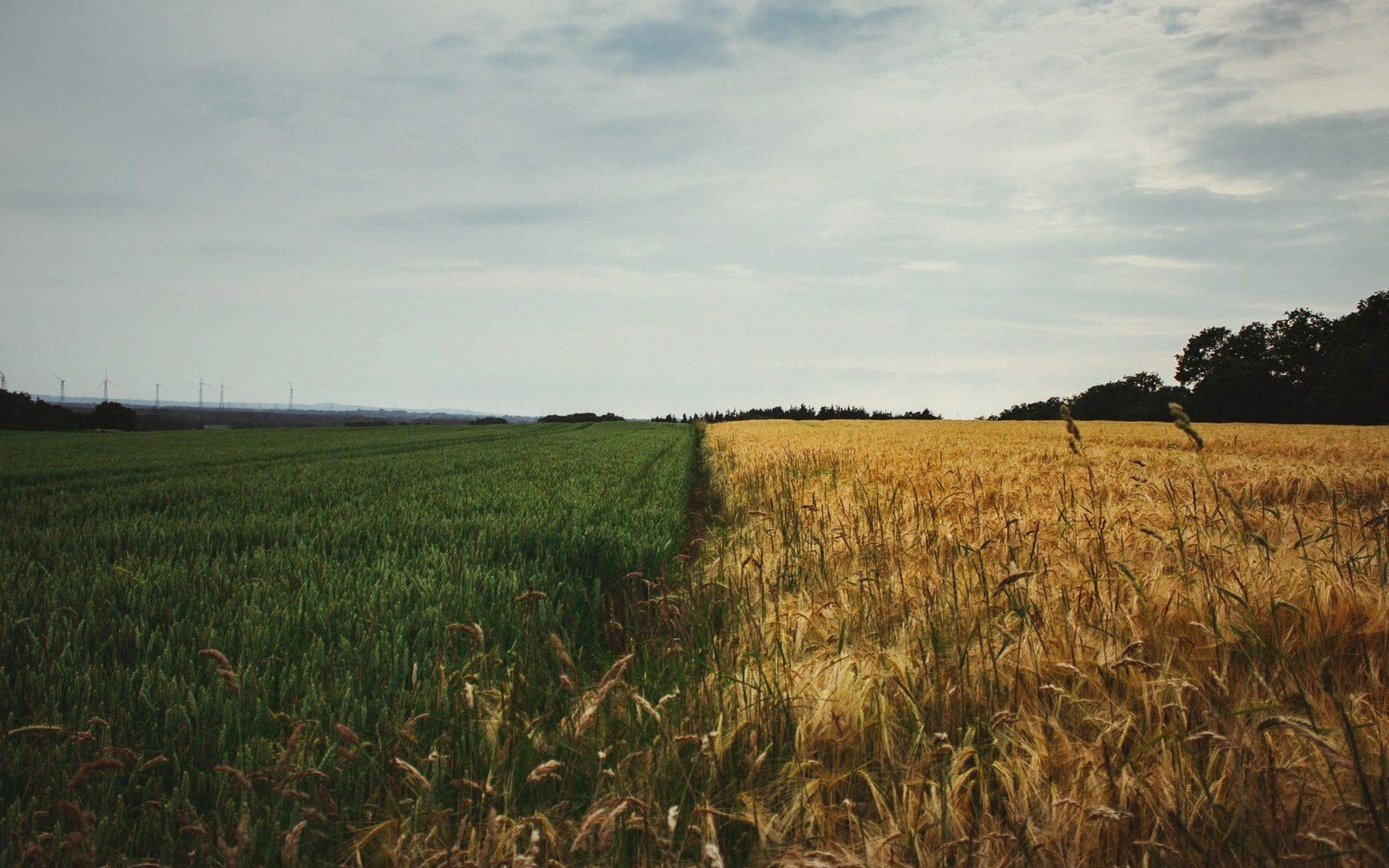 A green wheat field meets a golden ripened one along a sharp dividing line