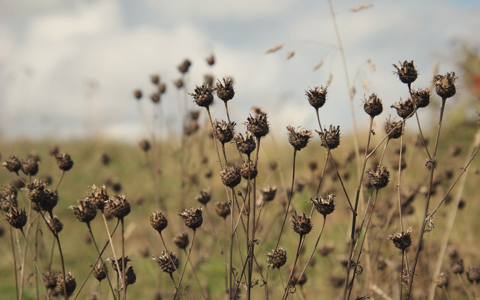 Dried thistle seed heads on tall stalks stand against a cloudy sky
