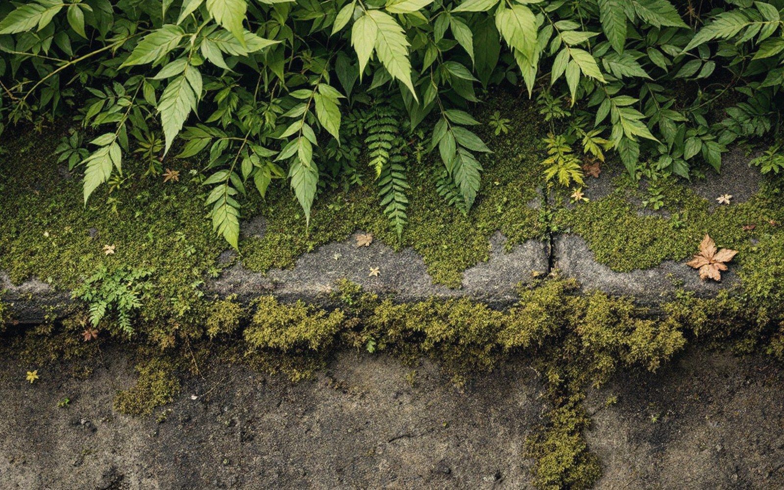 Moss and ferns growing along a cracked concrete ledge beneath overhanging leaves